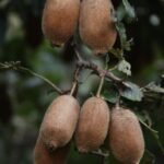 रिवर्स माइग्रेशन और आधुनिक कृषि से बदल रही उत्तराखंड के सुदूर जनपद बागेश्वर की तस्वीर